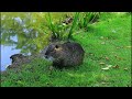 Saarland TV Der Furpacher Weiher