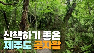 제주도 예쁜 원시숲! 교래자연휴양림 곶자왈 탐방해보기 【제주도3】
