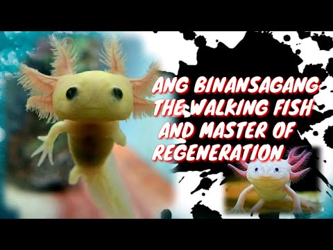 Βίντεο: Axolotl - Ambystoma Mexicanum Reptile Breed Hypoallergenic, Health And Life Span