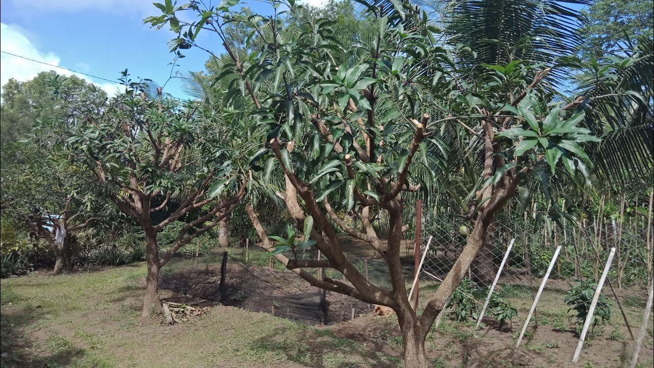 After Pruning Mango Trees
