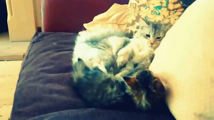 Video 344361: maine coon siberian, maine coon kitten tiger, maine coon cross kittens