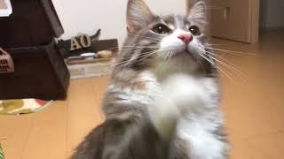 キバを磨く猫 ノルウェージャンフォレストキャットA cat brushes fangs.Norwegian Forest Cat.
