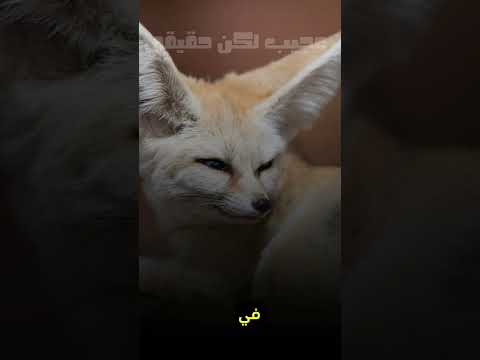 أغرب ثعلب في العالم تعر ف على ثعلب الفنك