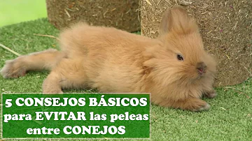 ¿Es mejor tener 2 o 3 conejitos?