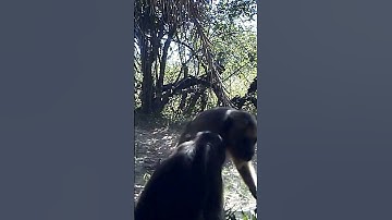 SPOTTED: Howler monkeys playing