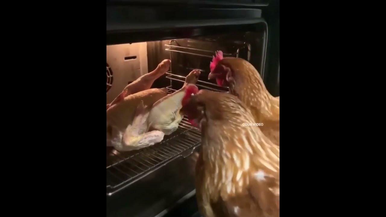 Видео про куриц. Смешные ролики с курами. Покажи курицу. Курица в панике. Саня ты в порядке курицы.