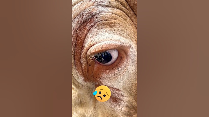 Masih ingat? sapi kurban Irfan Hakim menangis 🥲 Wisanggeni