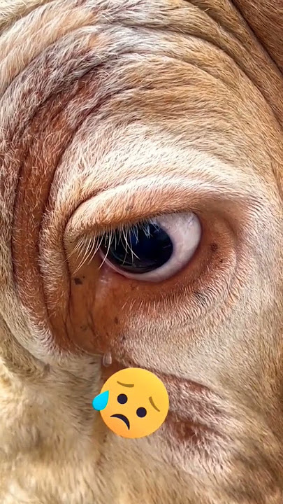 Masih ingat? sapi kurban Irfan Hakim menangis 🥲 Wisanggeni
