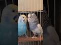 "Mithu ki Jodi #budgies #parrot #lovebirds #shorts #youtubeshorts #viral #trending