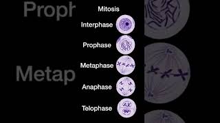 Mitosis under a light microscope-• Noodle like shapes of chromosomes (interphase)• Condensed