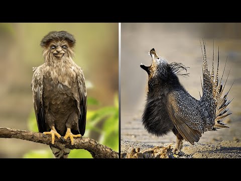 বিশ্বের সবচেয়ে অদ্ভুত পাখি | 10 Rarest Birds in the World | Most Unique Birds in the World