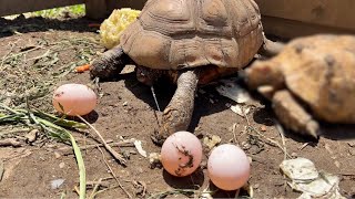 リクガメが卵を産む瞬間の撮影に成功しました