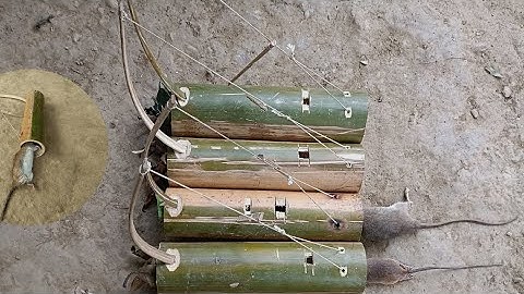 Create amazing bamboo traps to catch mice and squirrels in the forest