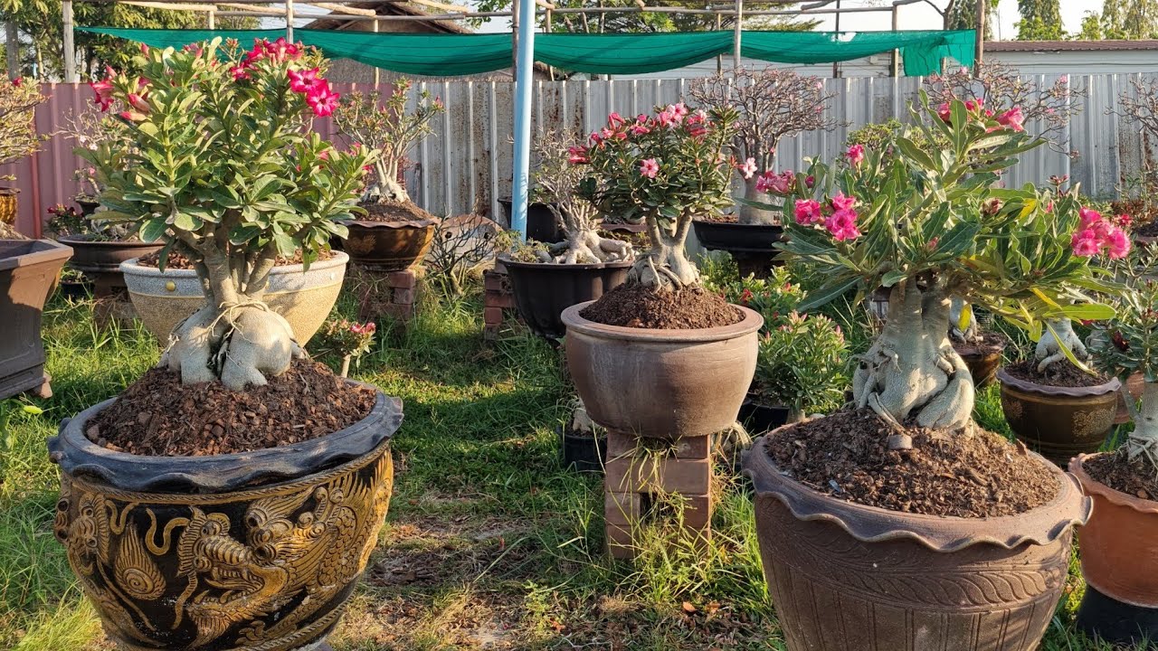 12มค2026เวลา07.30น. ต้นชวนชม ต้นไม้มงคลสวยๆไอดีไลน์. @littlegarden 