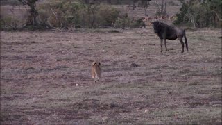Lion Cub Thinks It Can Take On A Wildebeest