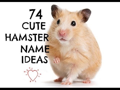 cute-hamster-name-ideas!-|-74-names❤️