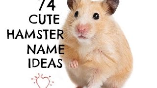 Cute Hamster Names For Dwarfs Females Males