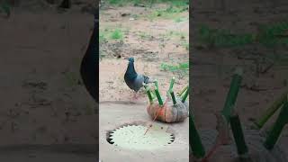 #birds #animaltrap #experiment #g4outdoors #birdcontrol #batara #birdtrap #satisfying #cuteanimals