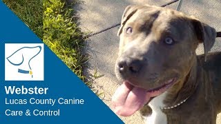 Webster: Lucas County Canine Care & Control