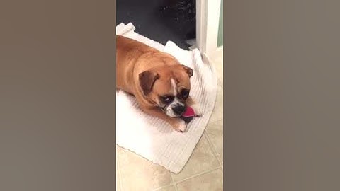 Ableprint Pad Printing Puppy