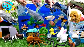 Catch Cute Animals, Rainbow Chicken, Rabbit, Turtle, Catfish, Crocodile, Centipede, Goldfish by Tony FiSH 29,972 views 1 month ago 8 minutes, 2 seconds