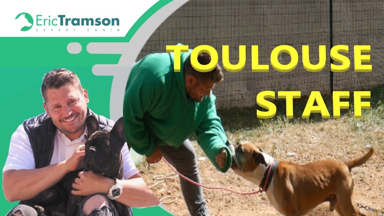 CANICULE/TOULOUSE/AMERICAN STAFFORDSHIRE TERRIER QUI AIME PAS LES CHIENS - YouTube