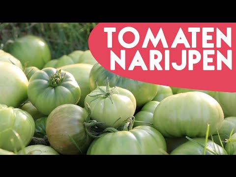 Video: Hoe Groene Tomaten In Een Vat Te Maken?