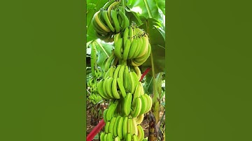 Cây Chuối độc lạ Việt Nam #farming