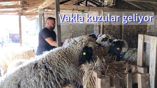 Sezonun son kuzuları~ Köyde yaşam ve hayvancılık #koyun #kuzu #köy #hayvancılık #bulgaria #овца