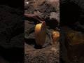 Gold Detector #golddetectors #metaldetecting #treasuresearch #metaldetector #treasuretrove