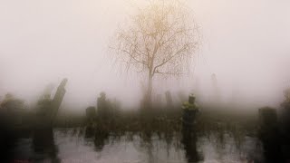 Create A Foggy Swamp With [Cinema 4D + Octane]