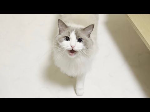 飼い主の帰宅を大絶叫でお出迎えしてくれるラグドール猫がかわいすぎた。
