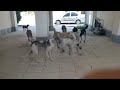 درگیری و قدرت نمایی سگ ها