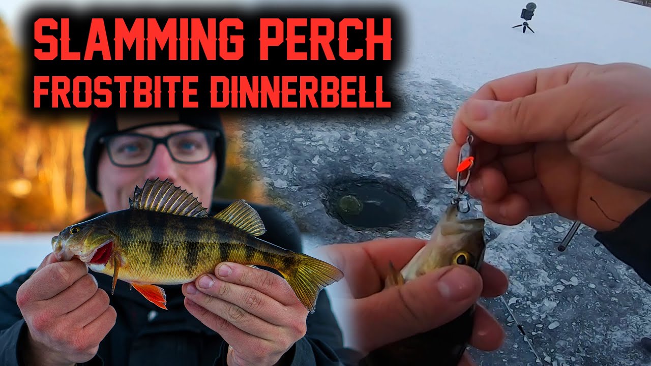 Catching PERCH On The FROSTBITE DINNER BELL (THIS LURE IS AWESOME!!!)  ONTARIO ICE FISHING 