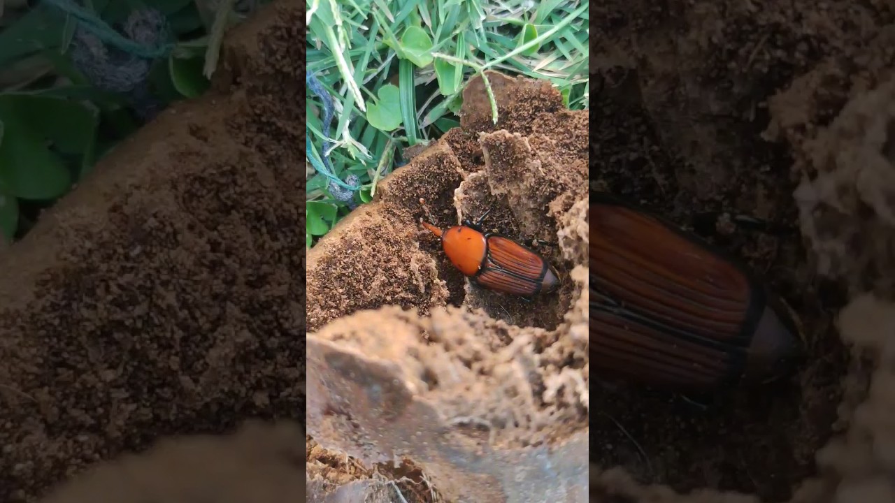El escarabajo mata palmeras #palmera #escarabajo #animales #viral #curiosidades