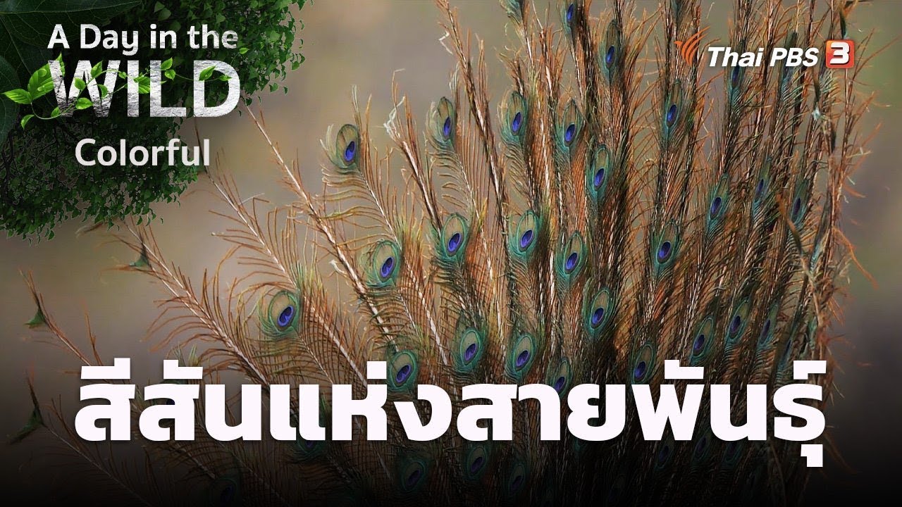 สีสันแห่งสายพันธุ์ | A Day in the WILD