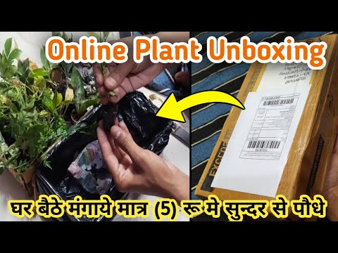 Plant Unboxing घर बेठे मंगवाए मात्र 5 रू मे बहुत ही सुन्दर पौधे| #amanterracegarden #unboxing #plant