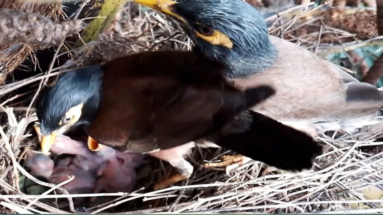 myna birds Take good care of the baby in the nest. EP19 [ Review Bird ...