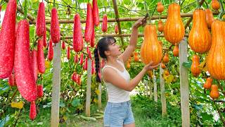 Quick Harvest: Harvesting Tons of F1 Pumpkins and Other F1 Gourds - From Gourd Farm to Market