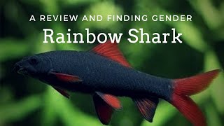 Let's Learn Something new about Rainbow Shark...