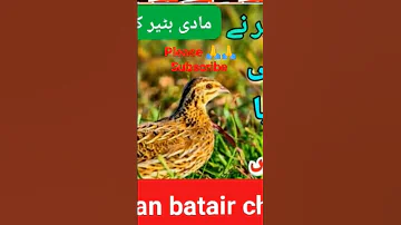 batair ki bahtreen awaz shikar Kalea #batair_ki_awaz #batair #dgkhan #bater