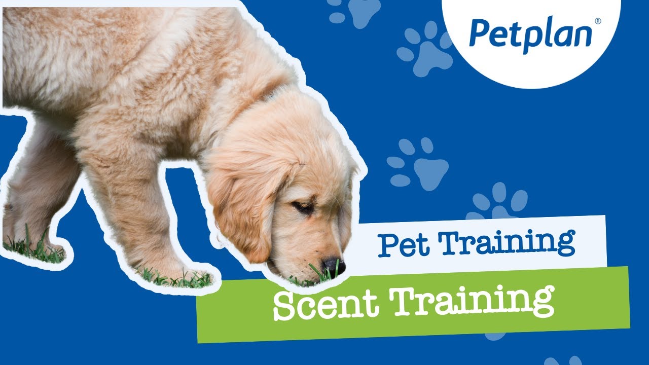 teaching-your-dog-scent-training-youtube
