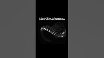 Zebra fish developing its nervous system #shorts
