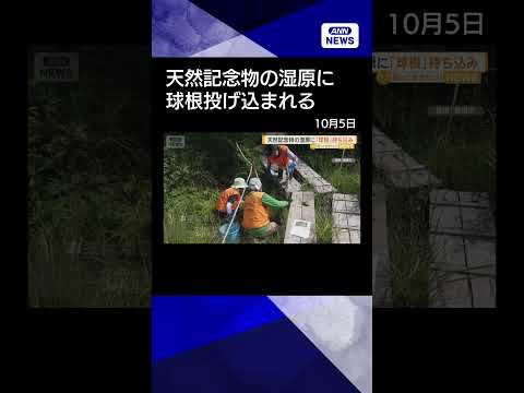 【213株を除去】天然記念物・葦毛湿原に球根投げ込まれる　サギソウが集中繁殖　固有種と交雑の恐れ【知っておきたい！】【グッド！モーニング】(2026年10月5日)　#shorts