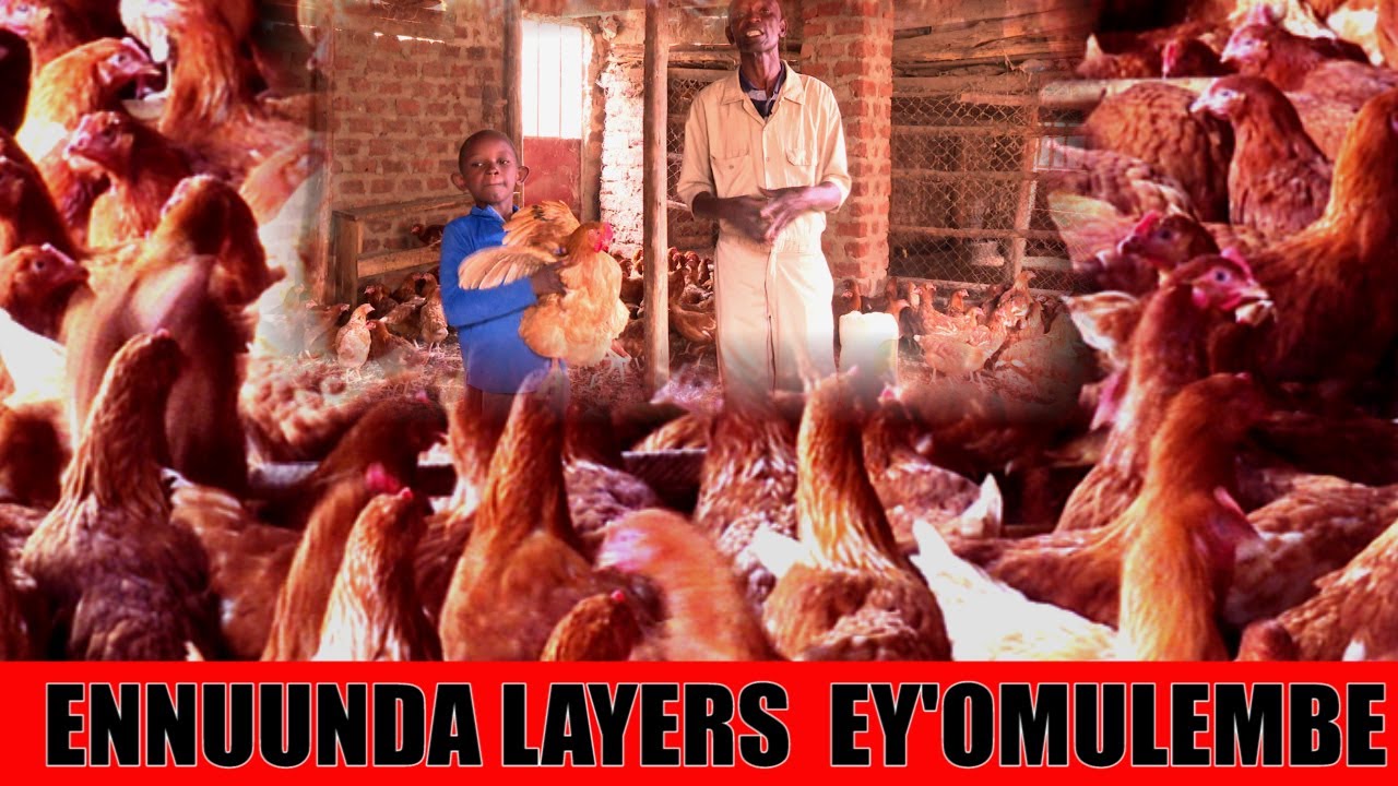 YIGA ENNUNDA Y'ENKOKO Z'AMAGI EY'OMULEMBE (LAYERS) NE DR. ISA LUIGARE