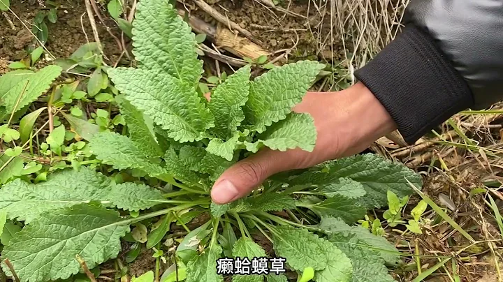 農村的“蛤蟆草”煮水，原來價值這麼好，可以解決男女不少煩惱 - 天天要聞