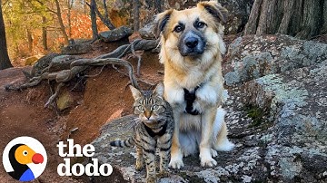 Kitten and Dog With Traumatic Pasts Become Unlikely Soulmates | The Dodo