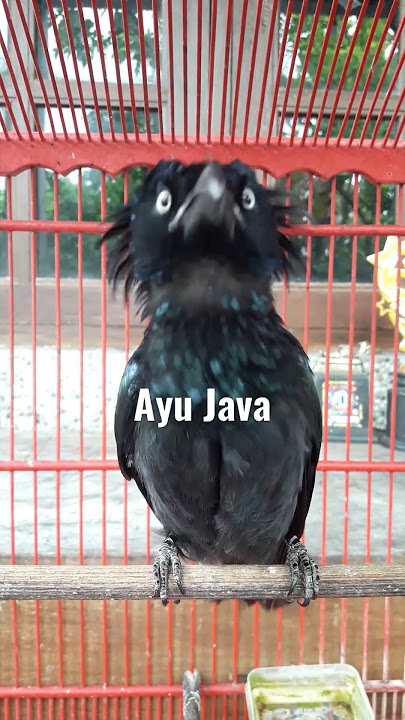 Srigunting AWAR-AWAR
