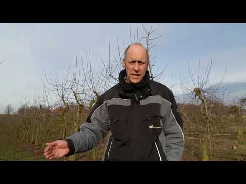 Video: Wat Als De Bast Van Een Appelboom Afbladdert? Waarom Barst En Schilfert De Bast Van Een Oude En Jonge Appelboom? Wat Kan Er Verwerkt Worden? Oorzaken