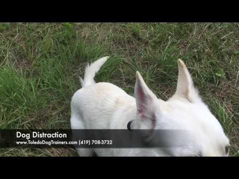dog-training:-1-year-old-white-german-shepherd,-kaci--before/after-two-week-board-and-train